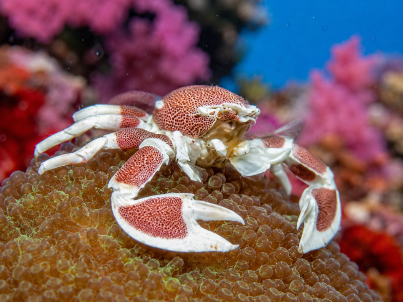 Neopetrolisthes maculatus Fleckentupfen-Porzellankrebs, Anemonen-Porzellankrebs